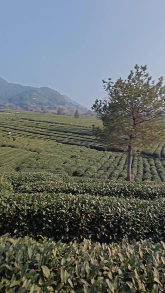 10号晚 杭州西湖龙井经历了一场霜冻 气温骤降至2-4度
今天去实际看下西湖龙井茶园#西湖龙井