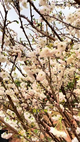 快来东江印象看樱花啦,单人票29.9一票畅玩#看樱花 #樱花 #东江印象 #东莞周边游 #踏青赏花