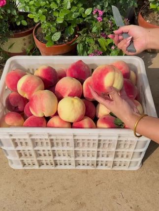 秋天的水蜜桃上市啦#当季水果 #脆甜多汁 自家果园现摘现发#桃子 孕妇小朋友都可以吃