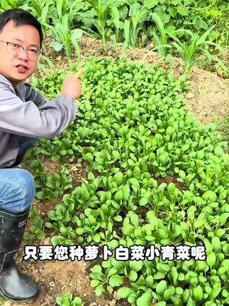#三农 #蔬菜 #绿色蔬菜 #种植小技巧