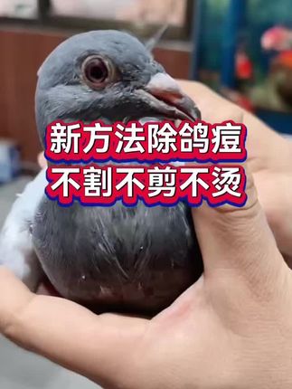 新方法除鸽痘,不割不剪不烫#小鸽子 #新手养鸽 #养鸽人#赛鸽信鸽#幼鸽