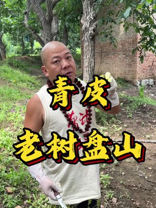 老树盘山青皮#文玩核桃 #文玩爱好者 #盘山三棱 #青皮核桃