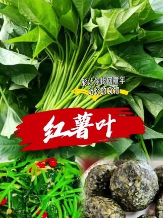 红薯叶新鲜专吃叶子地瓜叶嫩尖农家自种食用番薯叶苕尖天然蔬菜#农产品 #健康蔬菜 #乡村味道 #蔬菜 #七夕鲜花