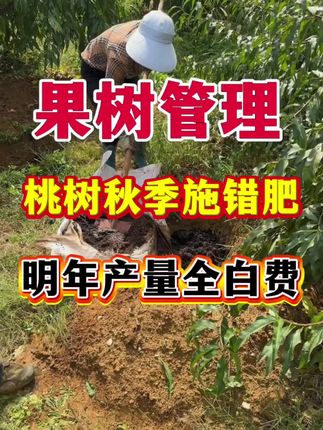 桃树秋肥用不对,来年产量全白费#桃树管理 #果树施肥 #秋季施肥 #秋施基肥