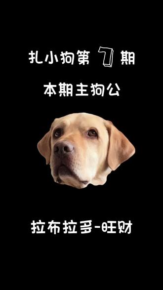 评论区留下你家的毛孩子 我来扎😘 #秦皇岛纹身 #宠物纹身 #宠物写实纹身 #拉布拉多