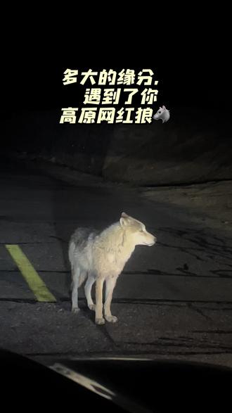 这得是多大的缘分,在深夜的219国道上,遇到网红狼🐺,#偶遇孤狼 #突然出现一只狼 #网红狼 #西藏网红狼