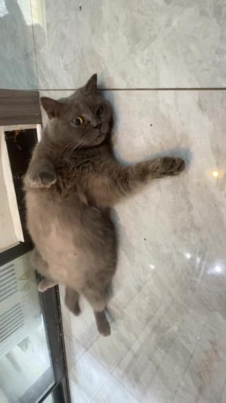 妈妈蓝猫,爸爸金渐层,希望开个超级漂亮的金渐层盲盒, 如果不可以就开个超级漂亮的金虎斑盲盒,如果都不可以的话,千万不要生狸花,奶牛这两款#算了和你们没养猫的说不清楚