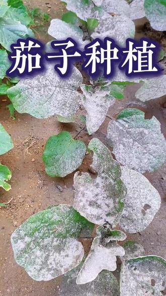 移栽后的茄子最喜欢喝的一种水 大揭秘#茄子种植 #茄子高产 #服务三农 #茄子种植管理