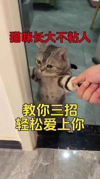 猫咪长大不黏人,都是被你惯出来的#猫咪 #猫咪的迷惑行为 #养猫经验分享 #养猫人 #萌宠