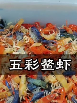 这是鱼缸里的小恶魔~五彩鳌虾,它不用打氧不用过滤,给口水就能活,它五彩斑斓的不仅好看好玩,而且还能清理鱼缸里的死鱼死虾鱼便残渣,新手懒人都能养的好好的#五彩鳌虾  #鱼缸 #水族 #养鱼养心 #轻松养鱼