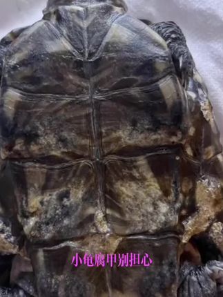 龟龟腐甲别担心腐甲宁帮你忙,按时涂抹来调理。