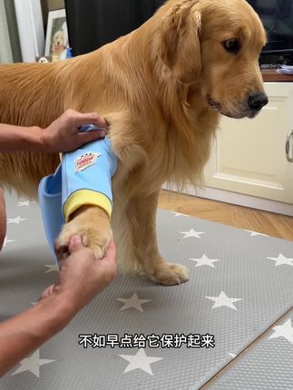 升级款护肘,这个真管用#科学养宠 #萌宠好物