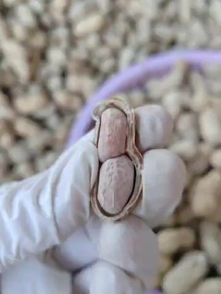 手捧这一把闽南农家阿婆的水煮花生🥜,仿佛抓住了夏天的味道。配茶清新,配酒微醺,停不下来的美味!#闽南特产 #农家风味