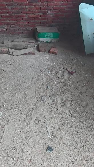 记录小丝光的成长 这窝丝光是野生的不能卖主包还有人工养殖的其他品种的鸟宝要的可以私信主包#野生小鸟救助 #丝光椋鸟记录