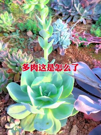 夏季高温是病害的高发期,定期杀菌是必须要做的事,不然秋收一堆盆。#植物病康王 #爱生活爱养花 #记录多肉生活 #养花人