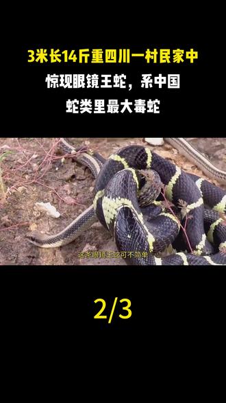 3米长14斤重四川一村民家中惊现眼镜王蛇,系中国蛇类里最大毒蛇
