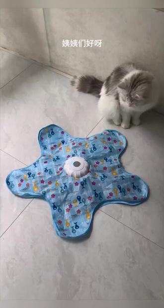 给小猫买了新五角星玩具,还会发声,直接把小猫迷住了#逗猫神器 #猫咪日常 #猫玩具 #萌宠好物 #好物推荐🔥
