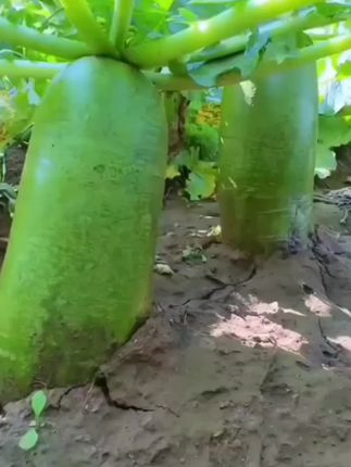 #萝卜 一口回到小时候!农家现拔青/白萝卜,脆甜爆汁,不买真的亏!