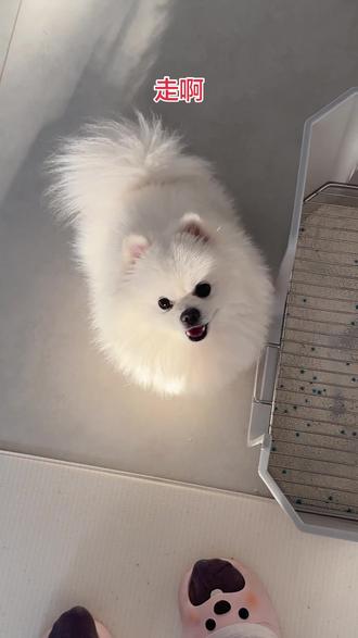 #博美控 #博美甜心 #🐶精博美 #狗狗出去玩的反应 #狗狗的心眼子到底有多少 让他上厕所,他想去外面上厕所,一秒八百个假动作,跟我耍心眼子呢~