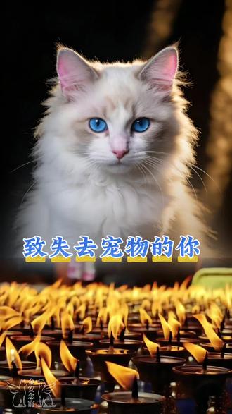 致失去宠物的你 其实不用硬撑着说没事,真的,它走了之后,你是不是总习惯性的回头看它常待的角落,睡前还想下意识的给它添点粮,开门的时候少了那个蹦着扑过来的小身影,心里空荡荡的,像被掏走了一块软软的地方。
别责怪自己,也别总琢磨是不是哪里还没照顾好它,你给它的那些日子,有吃,有喝,有陪伴,有你温柔的抚摸,有你喊它名字的温柔,对它来说就是一辈子最安稳的幸福了。
它那么小,一生就围着你转,能遇到你,被你爱着,护着,已经很幸运了。也别听别人说什么不就是一只宠物吗?他们不懂,它从来不是什么“一只”,它是你疲惫时的慰藉,是你独处的陪伴,是家里的一份子,是你用真心疼过的小家伙。它会在你难过时安安静静的陪着你,在你开心时跟着蹦跶。它眼里的光从来都只给你一个人。
这份感情一点都不比任何一种爱情差,它离开的时候一定是舍不得你的,可能只是换了一种方式陪你。也许是清晨落在窗台的阳光,也许是风吹过窗帘的声响,也许是你梦里那个熟悉的小模样,它没有走远,只是去了一个没有病痛,永远快乐的地方,在那里乖乖的等你,等很久很久以后再扑进你怀里蹭一蹭。
不用强迫自己快点走出来,想哭就哭,想它了就翻翻手机,看看照片,摸摸它用过的小物件。不用觉得矫情,那些和它有关的回忆不是负担,是它留给你的礼物,是你爱过一场的证明。它用一生陪你走了一程,你用思念记它一世,这就够了。
日子还是要慢慢过,你要好好吃饭,好好睡觉,就像它还在的时候,希望你好好的一样。它那么爱你,一定不想看到你一直陷在难过里,它更想你带着和它的回忆好好生活,把对它的爱悄悄地藏在心里。总有一天你想起它的时候,难过会少一点,笑容会多一点,会笑着想起它调皮捣蛋的日子,想起它粘着你的时光,会明白它来过,爱过,陪过,就已经圆满。
别慌,它一直在,在你心里最温暖的地方,从未离开。#宠物去世 #毛孩子去世 #狗狗离世怎么释怀 #猫咪去世该怎么释怀 #思念毛孩子