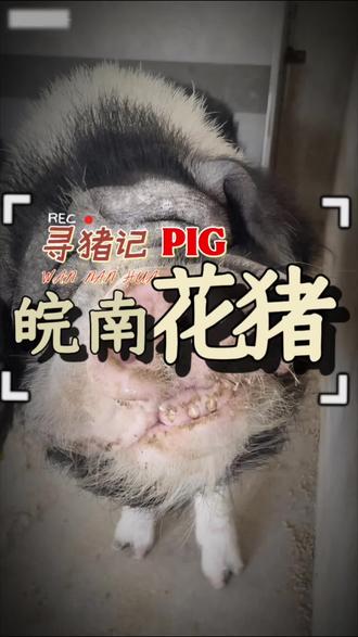 关于皖南花猪,你想知道的都在这
一年慢养,吃得好•生长极慢:遵循古法,养足一年甚至更久才能出栏,日均增重仅约384克,是普通白猪生长速度的一半。
•伙食讲究:吃五谷杂粮、野菜、红薯藤等天然饲料,不吃工业催长饲料。
•运动量大:在皖南山林间自由放养,运动量充足,让肉质更紧实。
它的肉到底好在哪?猪肉里的“和牛”所有慢养和讲究的喂养方式,最终都体现在了肉上:
•顶级雪花纹:脂肪均匀地分布在肌肉纤维中,形成类似和牛的“大理石纹”(或称“雪花纹”),这是肉香浓郁、肥而不腻的关键。
•口感层次丰富:肥肉部分入口即化,瘦肉部分则因为运动量足而细嫩不柴,鲜香无比。
•营养更丰富:富含不饱和脂肪酸、多种氨基酸和胶原蛋白,吃起来更健康。
怎么吃才对得起它?
最顶级的食材,往往只需要最简单的烹饪。对于皖南花猪来说,经典的徽菜做法最能体现其风味:
•徽式红烧肉:浓油赤酱的做法能最大限度地激发肉的脂香,肉香与酱香融合,是味蕾的极致享受。
•清炖/白切:仅用盐和清水,更能品尝到猪肉本身的清甜和鲜味。
因为养殖成本高、周期长,真正的皖南花猪价格不菲,通常在4-50元/斤以上。
#吃了还想吃的美食 #吃了还想吃 #皖南花猪#皖南黑猪 #农家慢养