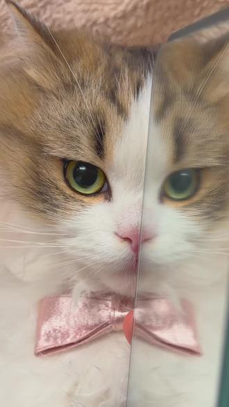 姐姐平时都画这么浓的妆吗? #上热门 #秀出你相册里傻憨憨的小猫咪 #萌宠表情包 #萌宠出道计划 #看看你们的萌宠 @抖音小助手