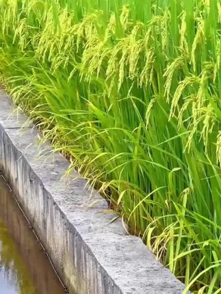 #海鸭蛋 #咸鸭蛋 #口感特别好