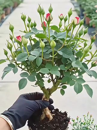 快来看这个七彩玫瑰,它可是当年开花的重瓣玫瑰,不仅花量大,花期也长,还特别好养活,当年种下就能当年开花,喜欢养花的朋友们赶紧种起来吧!#多色玫瑰#花卉盆栽#爱生活爱养花#好看的花一定要分享给你