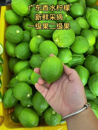 广东香水柠檬,每天新鲜采摘#广东香水柠檬#新农人计划#果园直发#新鲜采摘