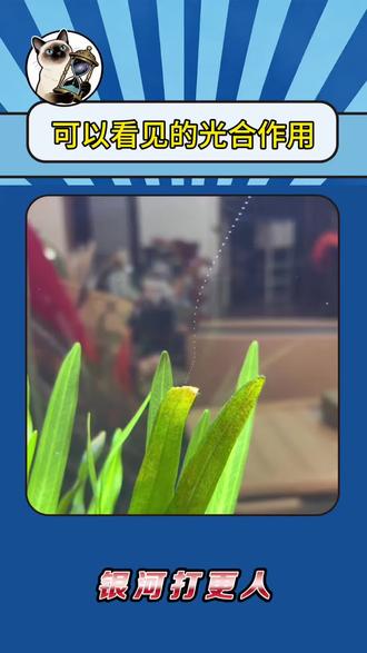 课本上的光合作用具像化了!#光合作用 #还有这种操作 #有趣的知识又增长了