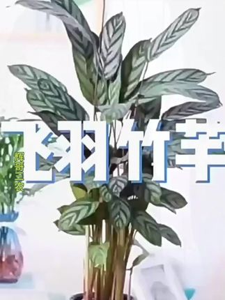 新飞羽竹芋盆栽室内桌面好养植物耐阴家装四季常青北欧风绿植易活#飞羽竹芋盆栽#绿植植物