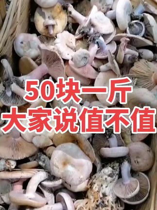 50元一斤,大家觉得值不值#大自然的馈赠 #舌尖上的味道 #菌子的季节 #纯天然绿色食品 #记录生活