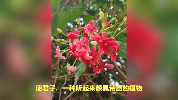 使君子不能乱栽的原因