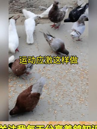 鸽子运动应激这样做#鸽子#养鸽知识#养鸽人#养鸽子#信鸽赛鸽