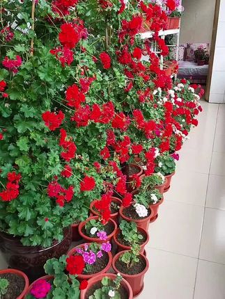 详细讲解天竺葵,在什么情况下出现黄叶,该怎样正确浇水