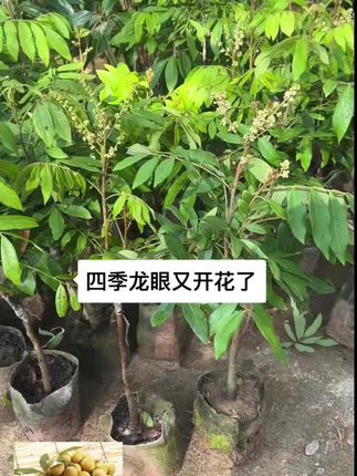 四季龙眼苗,双季开花结果,核小肉厚,口感非常蜜甜,目前还有少量带土带花的#四季龙眼苗 #三农种植 #抖音助农
