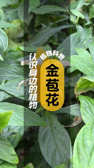 金苞花 I 植物科普 金苞花是爵床科、金苞花属的常绿亚灌木
叶长圆形或披针形,先端渐尖
基部通常楔形,下面主脉被微柔毛
顶生穗状花序由密、短的总花梗组成
卵形苞片膜质,下部的近心形,
小苞片披针形或匙形,与花萼等长
先端几具微齿,花冠黄色
花期4-8月,果期7-11月
金苞花又名“金苞虾衣花
因其形如虾体,大小苞片均为
金黄色,故得此名
金苞花喜高温、高湿、阳光充足的
环境和肥沃、排水良好的土壤,较耐阴
金苞花繁殖方式一般为扦插繁殖和组培繁殖
#植物科普 #花卉绿植 #每天教你认识一种植物 #奇花异草