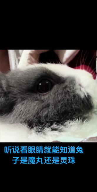 小红豆是半魔#兔子🐰 #萌 #毛茸茸