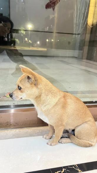 马年第一怂的流浪狗#过年#烟花 #鞭炮