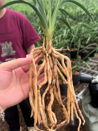 #兰花 #兰花种植 春兰浓香宋梅,品质杠杠的