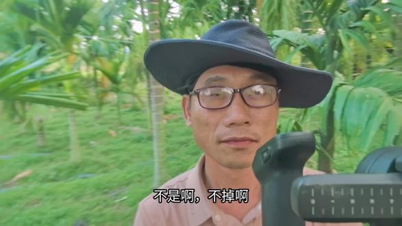 #抖音热点宝三农 槟榔保花保果,调花授粉才是核心。