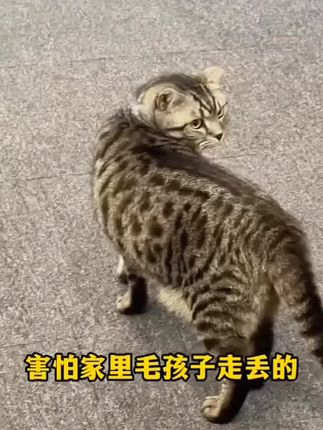 不怕宠物乱跑,就怕你不知道还有宠物防丢神器这个东西, 佩戴上之后哪怕它们跑到哪都能定位到 #宠物项圈 #宠物防丢神器 #猫狗通用 #gps定位 #好物推荐
