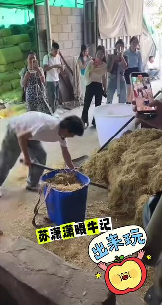 苏潇潇真的来喂牛了😂#直播录屏分享#苏潇潇