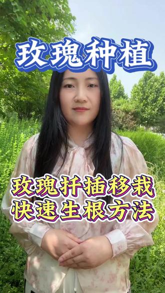 玫瑰扦插移栽,快速生根有方法#玫瑰种植 #玫瑰扦插 #玫瑰管理
