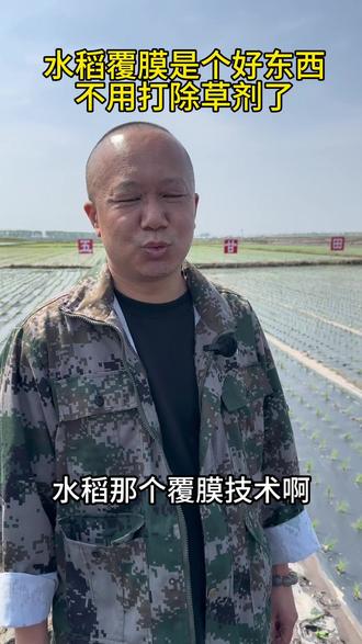 真心话 | 去年就一直在关注水稻覆膜技术,真心觉得特别好! #生态覆膜米不打除草剂#全生物降解地膜#心系三农服务三农#水稻种植#把钱花在刀刃上