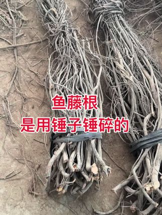 小时候的回忆童年在哪里?你是否还记得?#鱼藤根 #杀虫#捕鱼#鱼藤根粉清除野杂鱼 效果杠杠的好