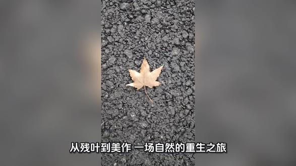 #大自然#一个枫树叶的变迁#