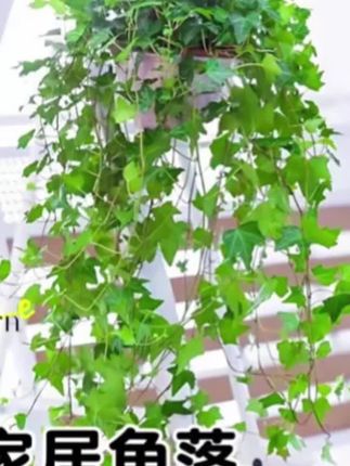 【青叶常春藤绿植阳台庭院美观吸甲醛种植观叶鲜活长春藤盆栽】#绿植盆栽 #好物分享 #植物盆栽花卉