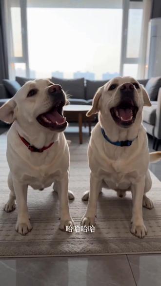 #AI猫咪的工资谎言 #拉布拉多 #随变ai随便玩