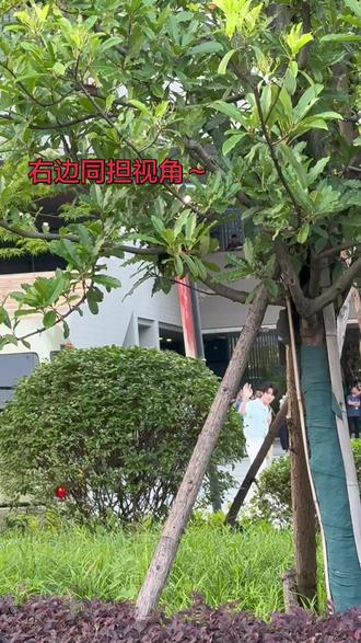 一切由一件邮箱开始,于是就前往了嘉善县录制国乐无双,在录制节目的前一天,机缘巧合下才知道跑男也来嘉兴录制节目,于是抱着试一试的心态去看看,毕竟距离上一次追跑男已经是去年6月份澳门的事了…已经蛮久没和张哥见面了😭,于是那天凌晨录制完了之后,就一觉睡到了下午1点多,然后急急忙忙的赶去嘉兴市的文化宫,当时到时已经是下午5点多了,反正一路下来全是高梯,心凉凉的,心想着应该看不见了,只有最后边边角角的地方没人站,反正来都来了,就选了一个稍微能看到清楚的地方等着。一直到工作人员的车来了之后,还傻傻的以为你们还没到,就数了一下车还以为还有第三辆车来,直到张哥走了下来,探出头打招呼的那一刻我才幡然醒悟!还特地绕过了我们前面那颗树打招呼,所以我猜你也肯定看到我们了!谢谢你找到了我们,那一刻我觉得一切都值了,突然也不累了,就很震惊、开心。
说这么多,其实想表达的就是,在追星这条道路的上,我相信缘分大过一切,上天让我们见面我就接着,即使没见面的日子里,我们都在好好的生活、学习、努力。可能就像那句话说的一样,只要你还想见面,总会见到的,时间而已。所以我现在越来越随心所欲、洒脱,及时行乐,不会执着于任何不是我的东西。我知道我们不是一个世界的人,所以你的存在能让我变得更优秀更勇敢,对我来说就已经非常值得了。感谢一切相遇🫶🏻
我很爱我自己,非常肯定!希望同担朋友们也是❤️#跑男录制 #跑男嘉兴 #奔跑吧张真源 #张真源
